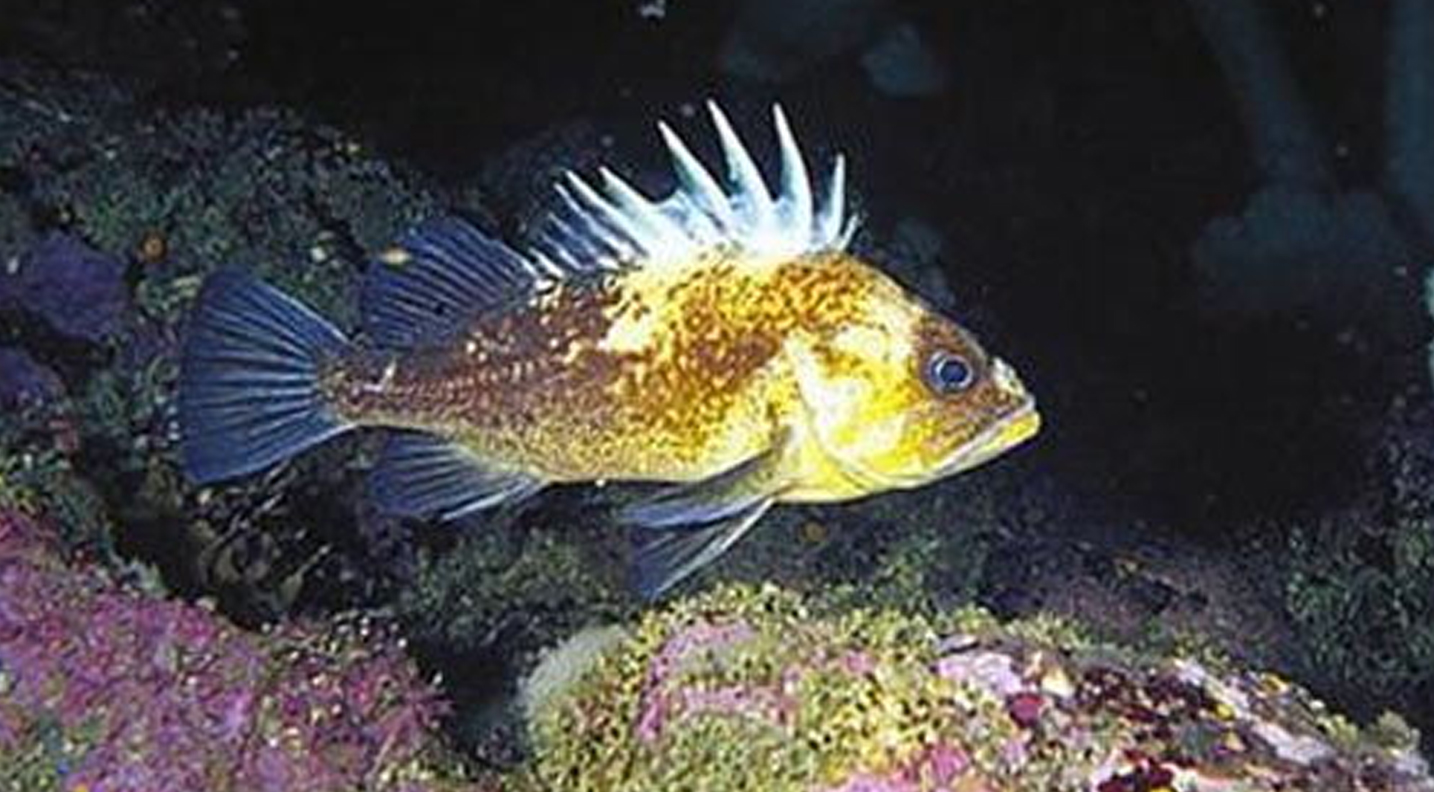 “一不小心”活到200岁 太平洋岩鱼的长寿秘诀人类可否借鉴