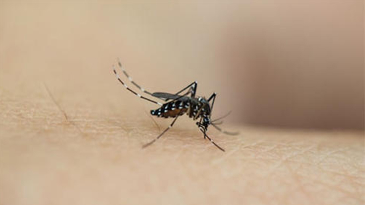 美研究首次证实新冠病毒不能通过蚊子传播