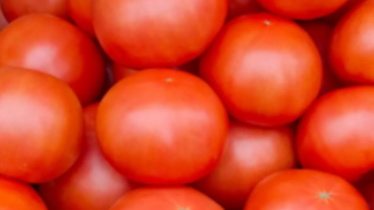 基因改造番茄产生更多维生素D3原