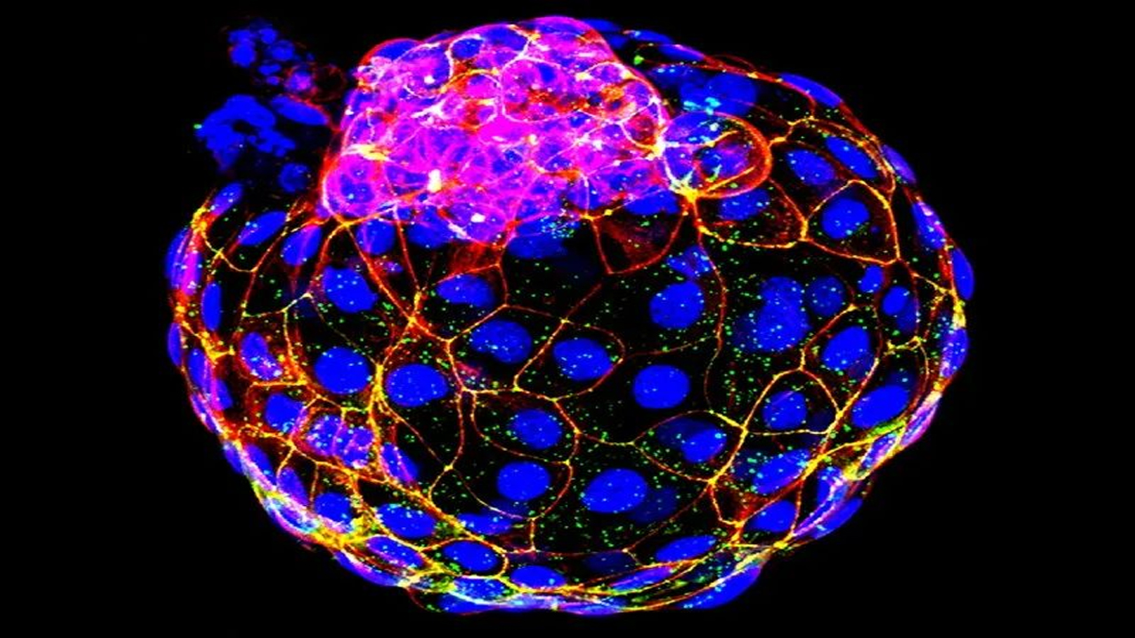 含胚胎外组织的人类胚胎样结构生成 有助进一步了解“黑匣子发育期”